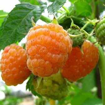 Малина садовая Золотые Купола